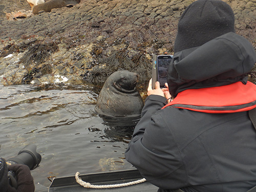 sea lion male photo shoot
