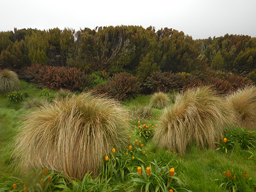 vegetation profile at hut