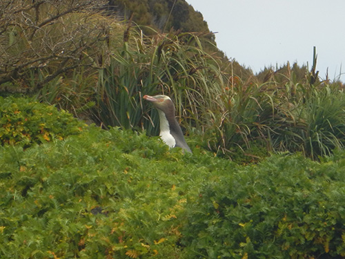 yellow eyed penguin in grass