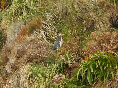 yellow eyed penguin